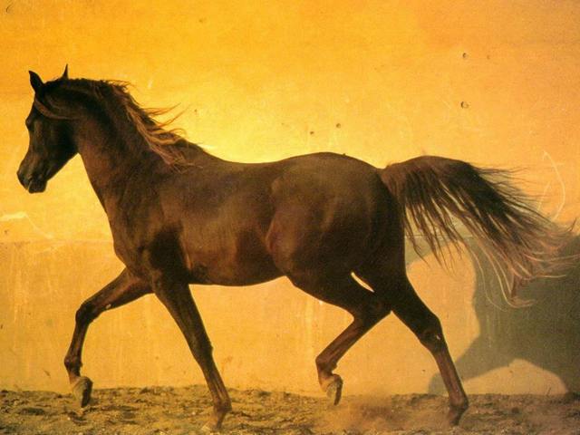 image file name: 2kac56974e66.jpg