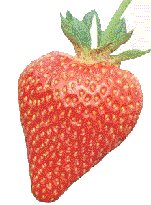 image file name: 2kaf4ed9d388.gif