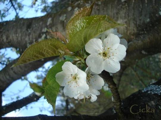 image file name: 2kb88a18600f.jpg