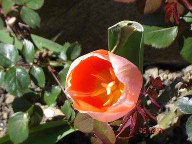 image file name: 2kb9a1903310.jpg