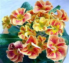 image file name: 2kbcb7b46b00.jpg