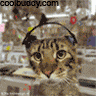 image file name: 2kc23a40afae.gif