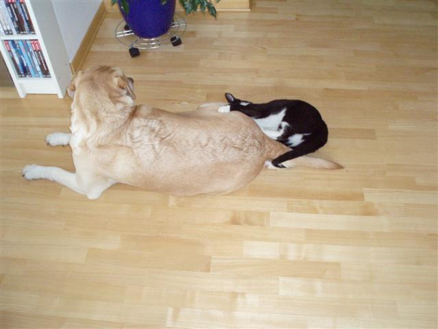 image file name: 2kc394b61997.jpg