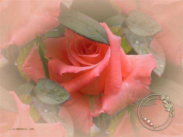 image file name: 2kcefdc33d14.jpg