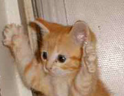 image file name: 2kcf0f08229b.jpg