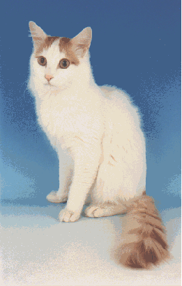 image file name: 2kddd63b658c.gif