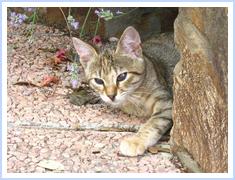 image file name: 2ke185ca1099.jpg