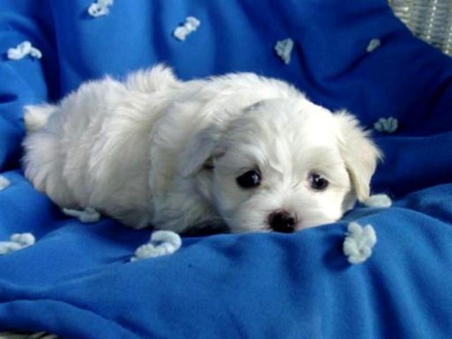 image file name: 2ke21ce72a60.jpg