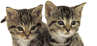 image file name: 2kee8a70f8c1.gif