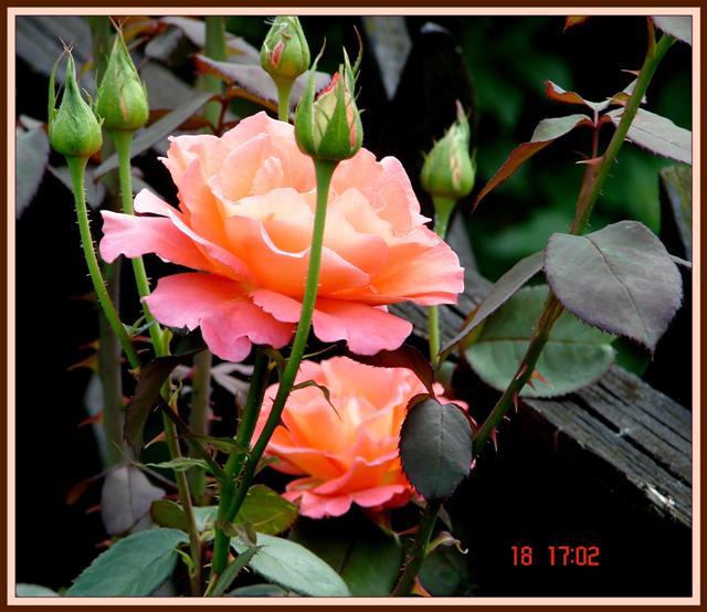 image file name: 2kf066a7533a.jpg
