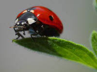 image file name: 2kf227c24164.jpg
