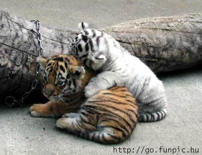image file name: 2kf83a2e24fa.jpg
