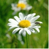 image file name: 2kf89c11ee52.gif