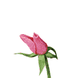 image file name: 2kfa8199328e.gif