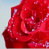 image file name: 2kff9a44721d.gif